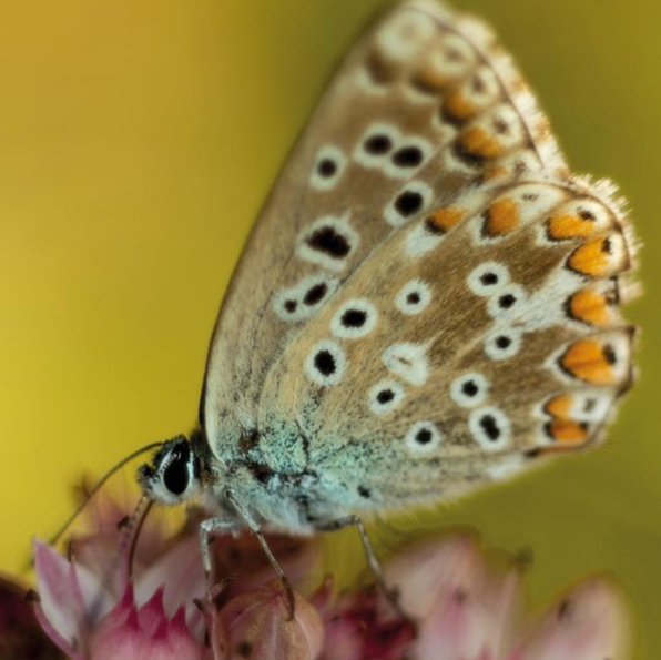 Schmetterling